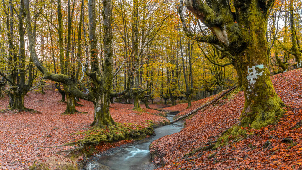 Bosque de haya de Otzarreta en el parque Gorbea